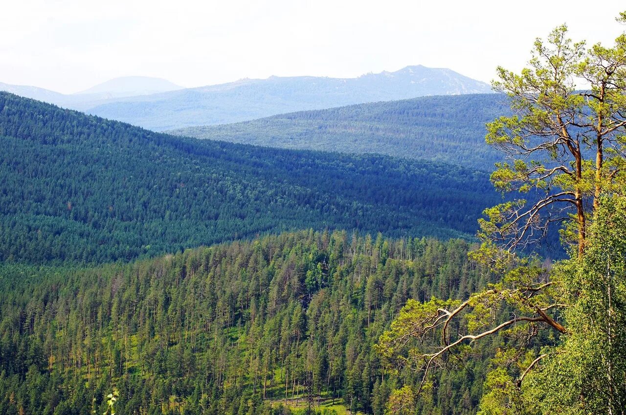 Леса республики башкортостан. Инзер природа. Леса белорецка. Белорецк фото лес дерево. Липовые леса башкирии.