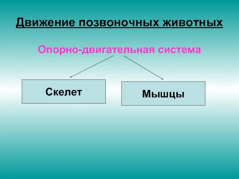 Передвижение позвоночных. Движение позвоночных животных. органы движения у позвоночных животных. способы передвижения позвоночных животных. движение позвоночных и беспозвоночных животных.