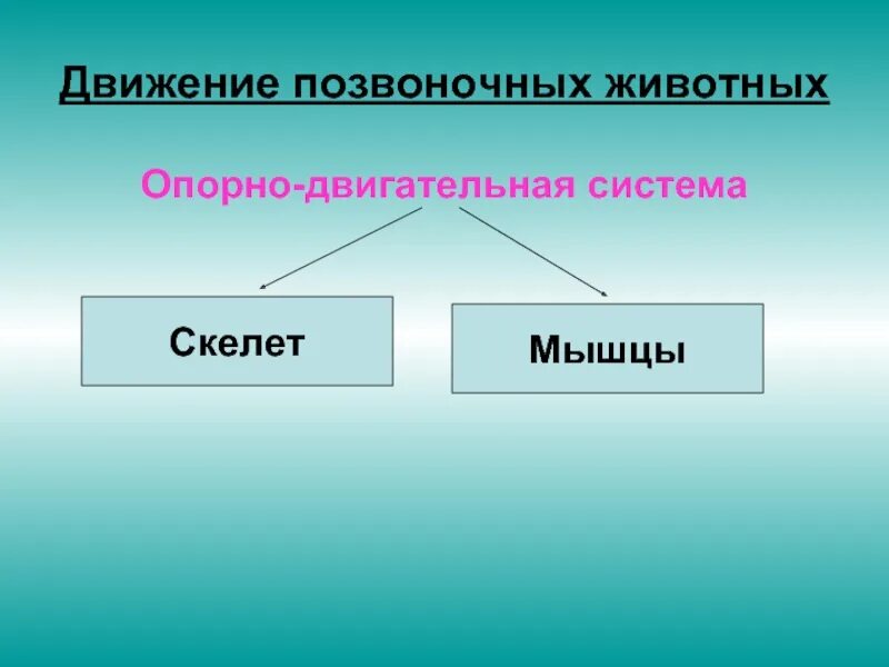 Опорные системы позвоночных животных. Органы движения животных. Органы передвижения позвоночных животных. Способы передвижения животных.