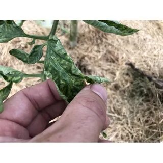 У картофеля закручиваются листья что делать