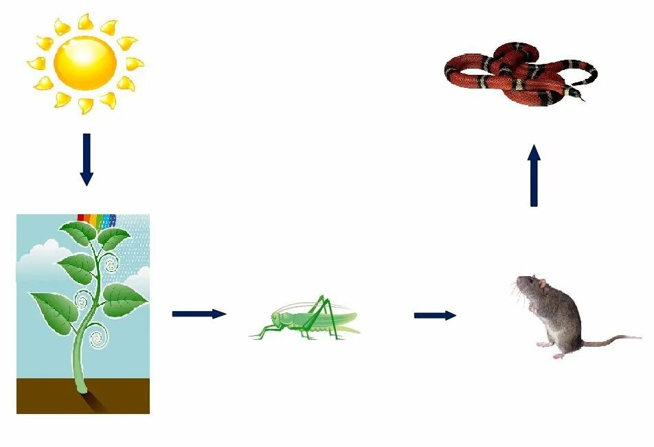 Простая цепь питания. Цепи питания. Пищевая цепочка. Цепочки питания для дошкольников. Цепи питания животных.