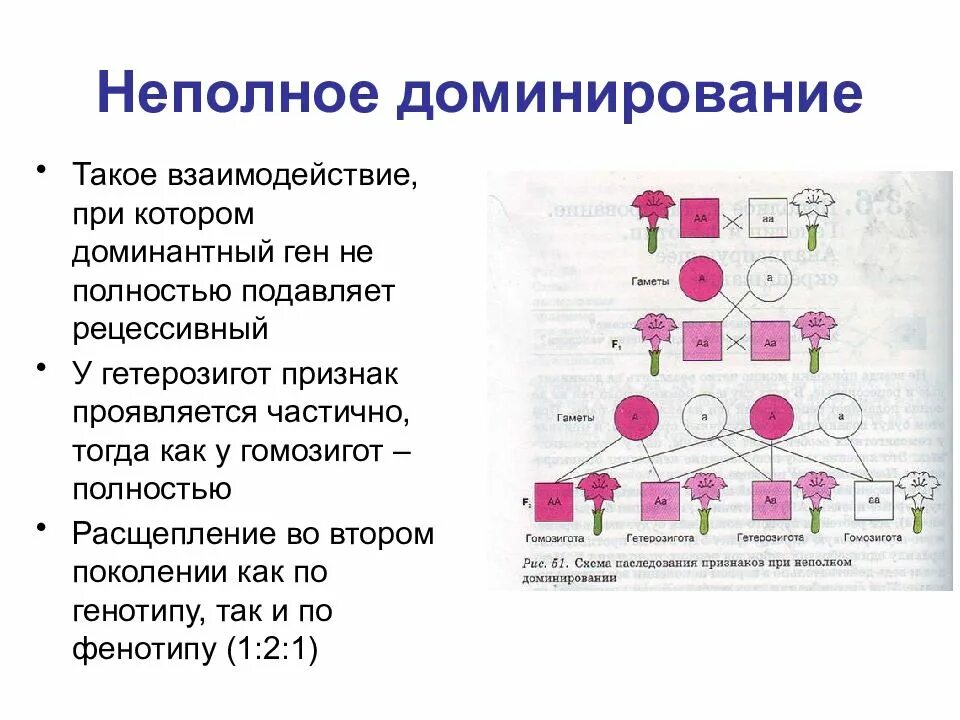 Генотипа промежуточного признака. Неполное доминирование биология 10 класс. Неполное доминирование формулировка. Неполный Тип наследования. Не полеое доминирование.