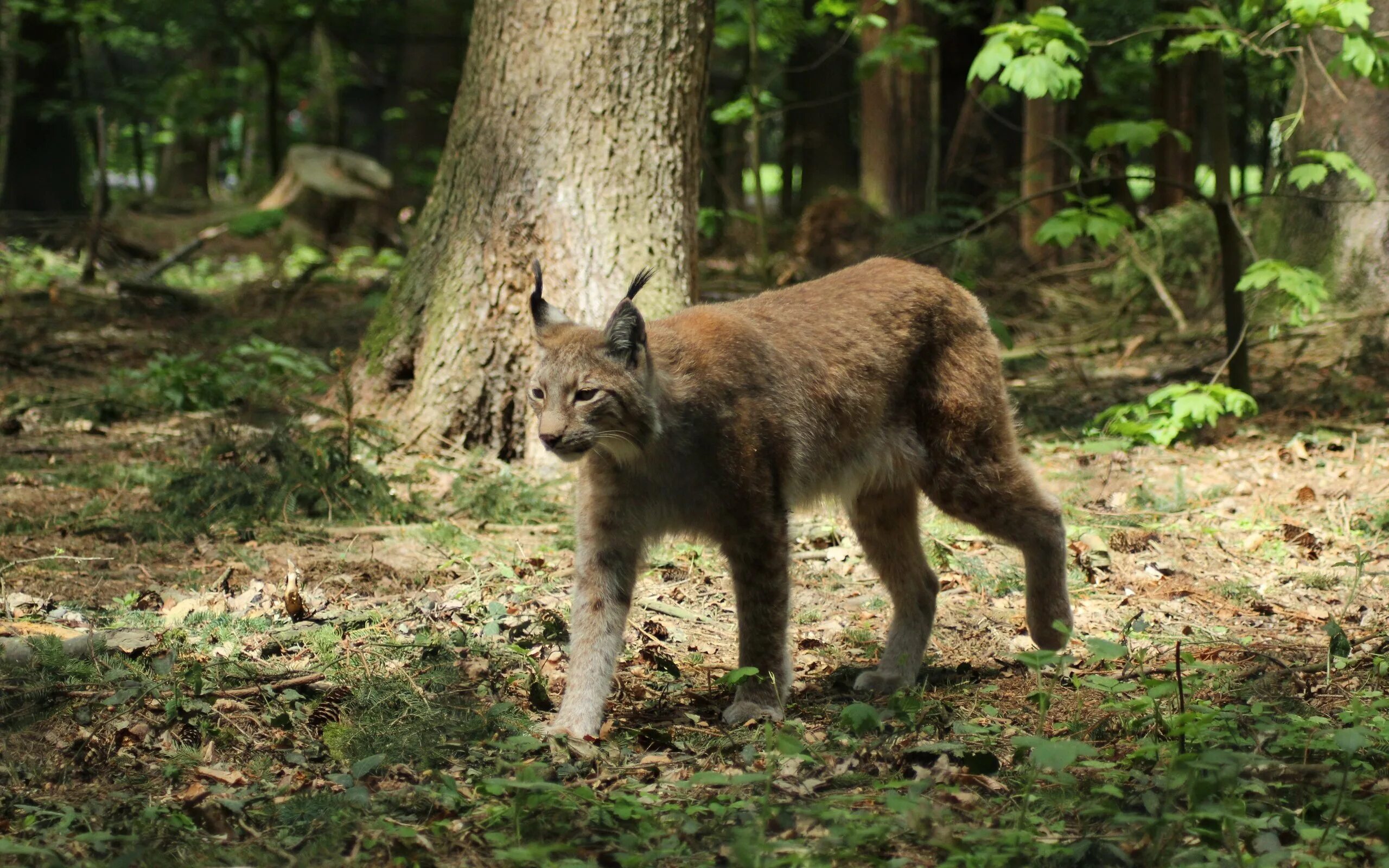 Доклад про кабана. История диких животных. Схема составления рассказа о животном для дошкольников. Кабан описание для детей. История диких животных.