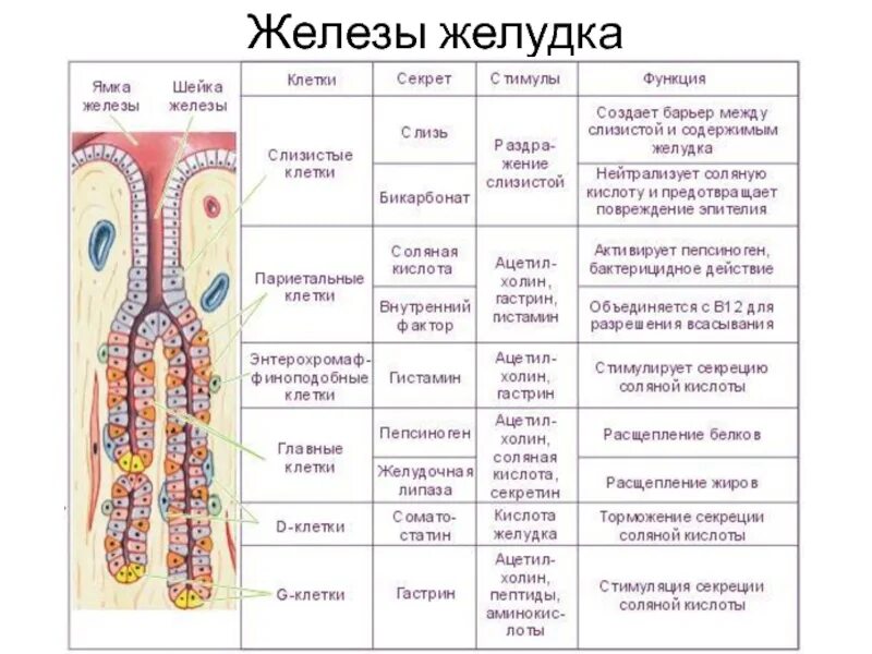 Клетки желез желудка и их секреты. Функции эндокринных клеток желудка. Клетки желудка и их функции. Клетки собственных желез желудка и их функции.