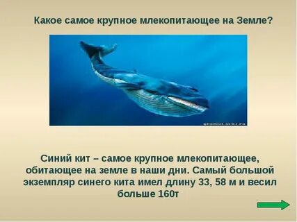 Кит это животное или нет