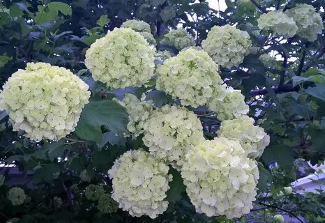 Калина бульденеж посадка