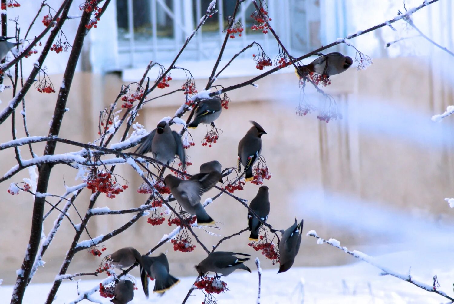 Зимние птицы. Птицы прилетающие зимой. Птицы прилетают зимовать. Кормушка зимой.
