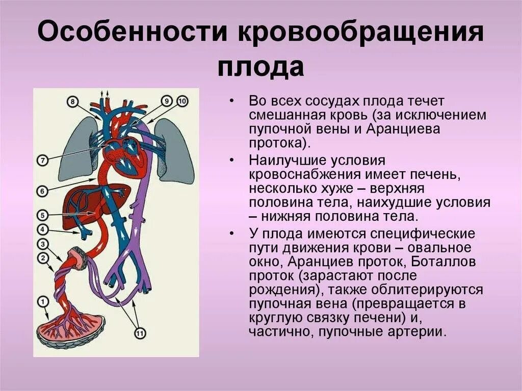 К клеткам тела животного поступает смешанная кровь. Кровообращение плода аранциев проток. Плацентарный круг кровообращения схема. Кровообращение плода пупочная Вена. Круг кровообращения плода схема.