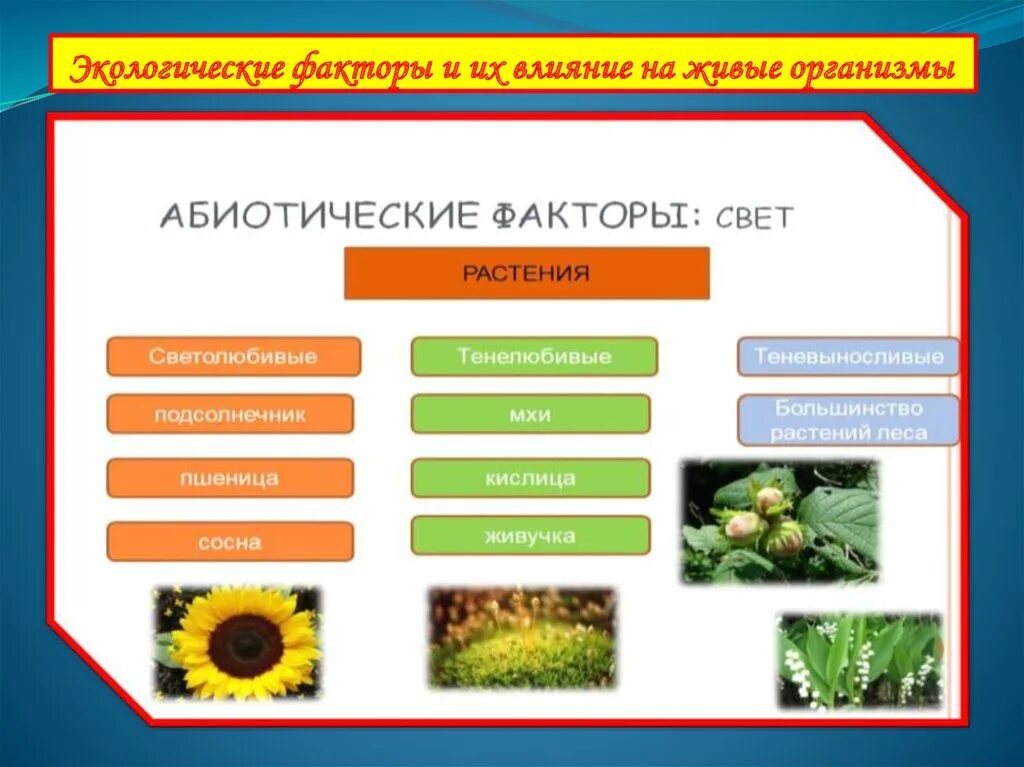 Что такое экологические факторы 5 класс. Влияние экологических факторов. Влияние экологических факторов на живые организмы. Экологические факторы и их влияние на живые организмы. Влияние экологических факторов на растения.