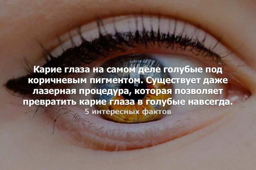 Любят не за глазки. Факты о карих глазах. Карие глаза. Интересные факты о карих глазах. Факты о людях с карими глазами.