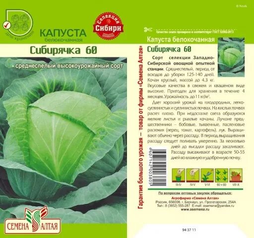 Капуста белокочанная Сибирячка 60. Капуста сорт Сибирячка. Капуста Сибирячка 60 семена Алтая. Капуста Сибирячка 60 описание сорта. Капуста подарок отзывы