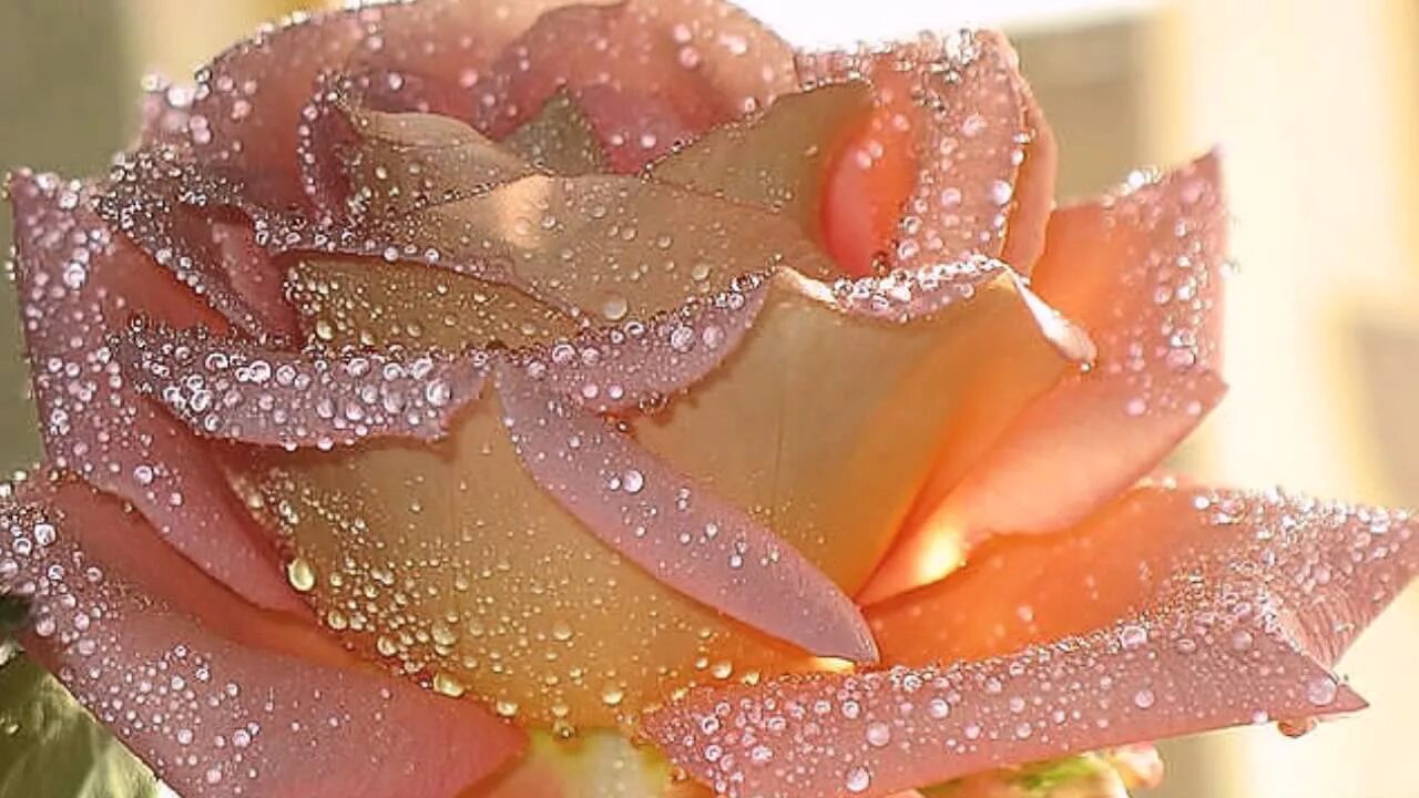 Очаровательный цвет. Цветы с блестками. Розы с блестками. Самые красивые цветы. Блестящие цветы.