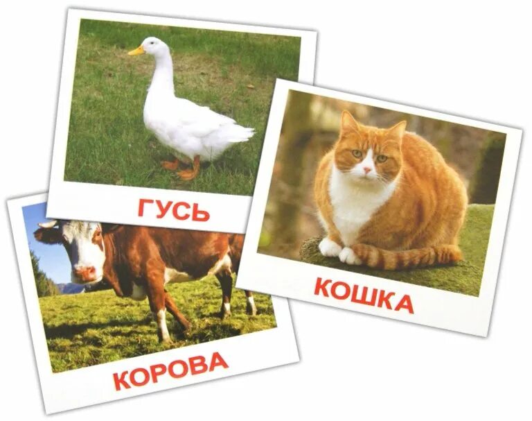 Гусь корова