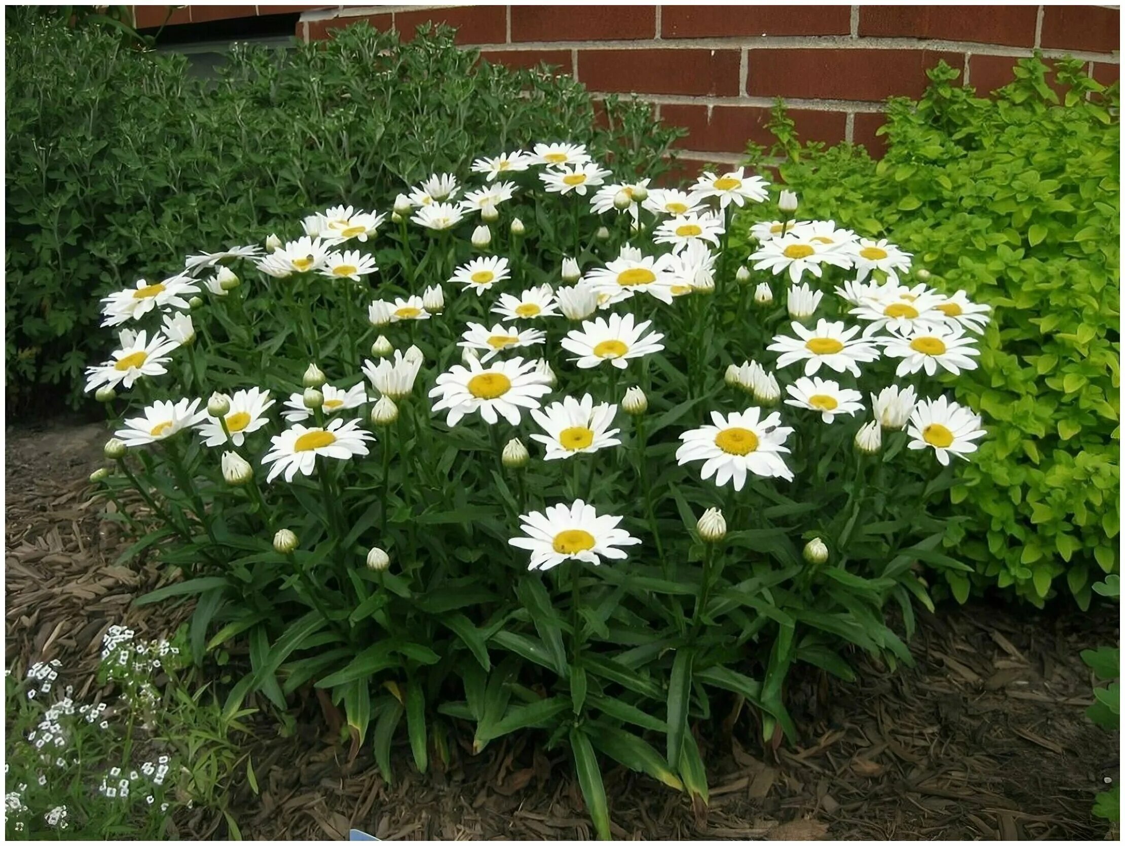 цветок нивяник аляска. нивяник выращивание. нивяник фиона. нивяник лютик ромашка. леукантемум нивяник.