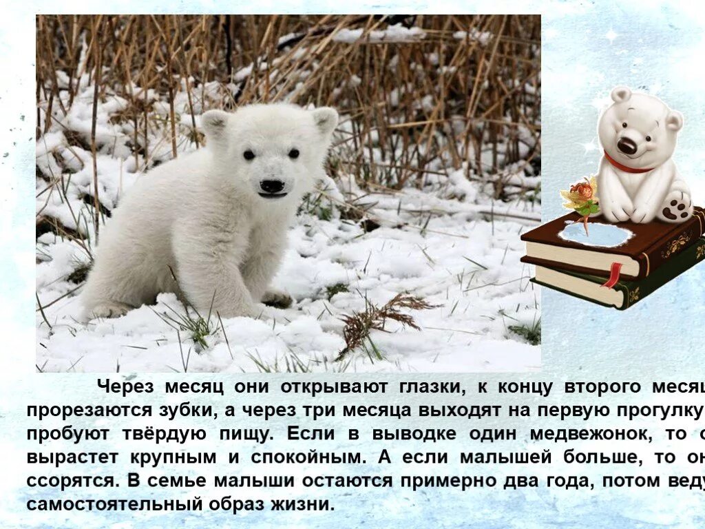 Задание к тексту белый медведь. Сообщение о белом медведе. проект белый медведь 3 класс. белый медведь презентация 1 класс. медведь 3 класс.
