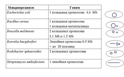 6 геном