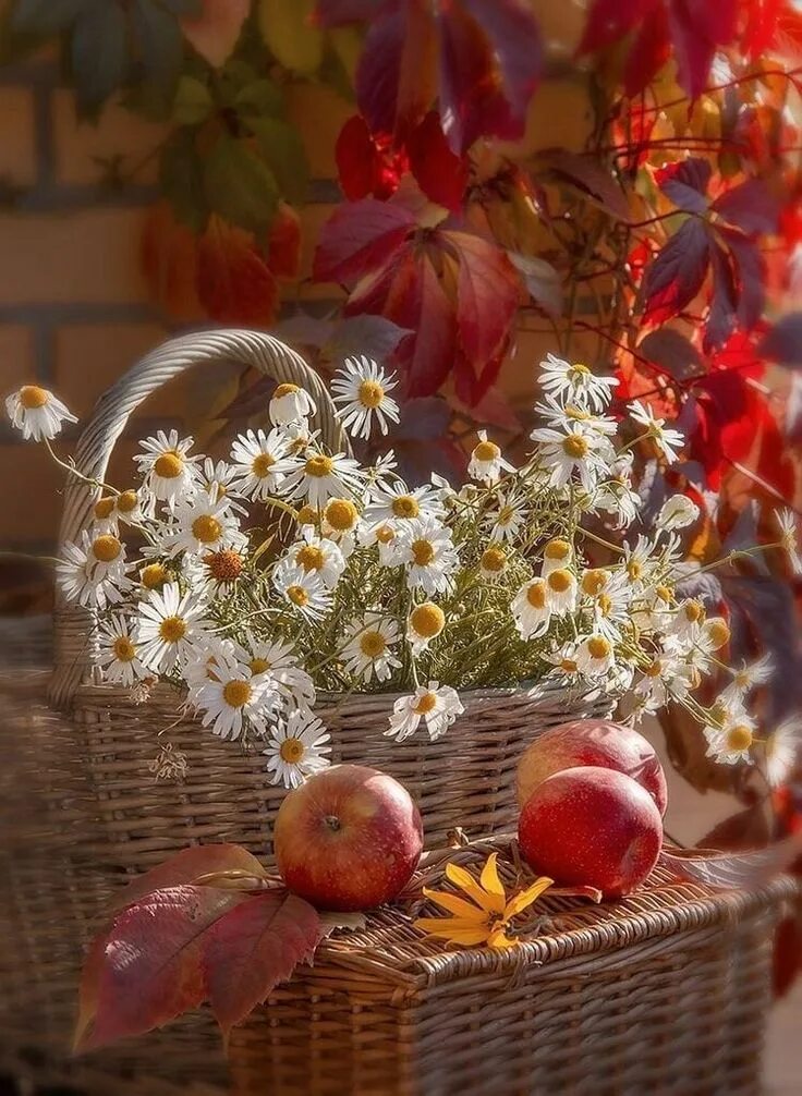 Новый день августа. Осенние цветы. Осенний денек. Осеннее настроение. Сентябрьские цветы.