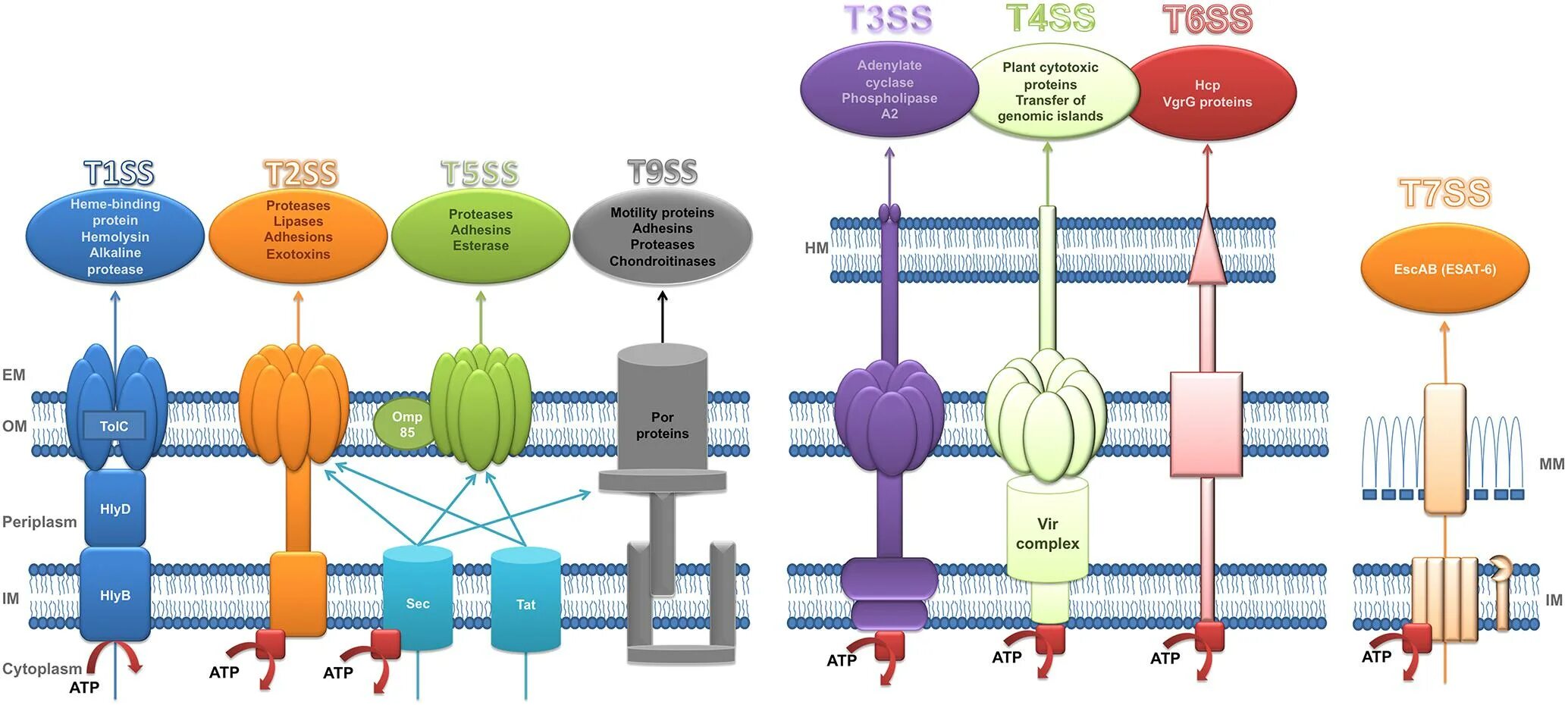 T3ss микробиология. Quorum Sensing микробиология. Type 2 secretion System scheme. HRIS система схематично. Sites type 1