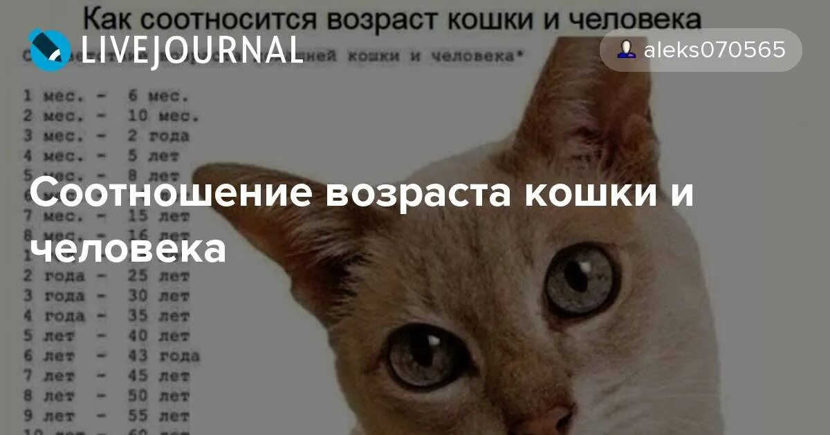 Возраст кошек в переводе на человеческий. Таблица возраста кошек. Кошачий Возраст. Кошачий Возраст на человеческий. Возраст по кошачьи.