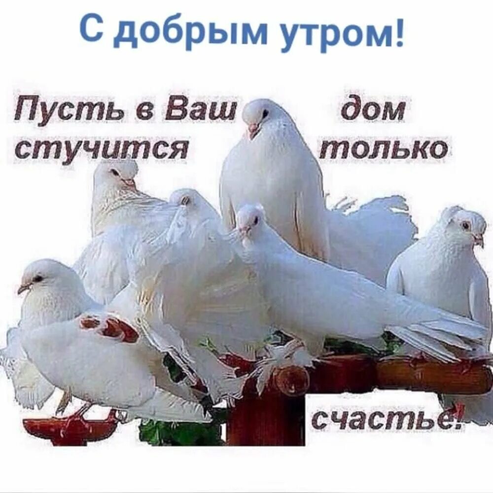 Добра и уюта вашему дому. Счастье в доме. Счастья мира и добра. Открытки тепла и уюта вашему дому. Доброе утро с голубями.
