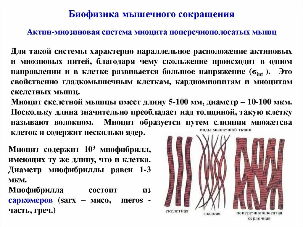 Биофизика мышечного сокращения. Сокращение мышечной клетки. Сокращение мышечной ткани. Мышечная клетка миоцит. Клетки б укорачивание