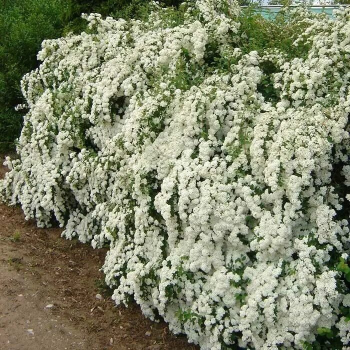 Спирея Вангутта. Спирея Вангутта (Spiraea vanhouttei). Невеста кустарник спирея. Дерен Вангутта. Куст невеста фото