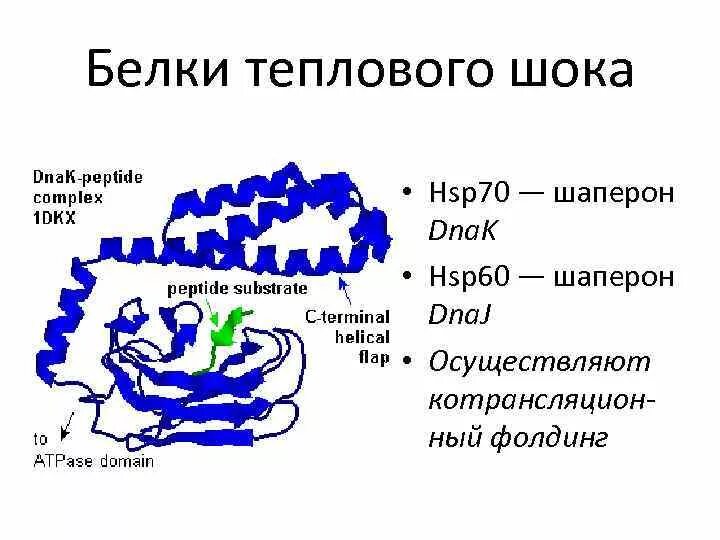 Белки стресса. Белки теплового шока hsp90. Hsp70 шапероны. Классификация белков теплового шока. Белки теплового шока у растений.