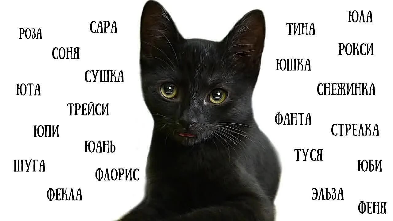 Дай имя кошки. Имена для кошек. Имена для кошек девочек. Красивые имена для кошек. Красивые имена для кошек девочек.