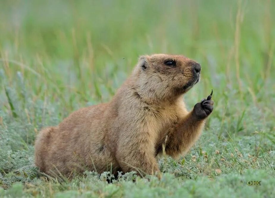 Сурок-Байбак. Степной сурок Байбак. Сурок Степной, Байбак (Marmota Bobak). Сурок Байбак Европейский. Сурок красная книга