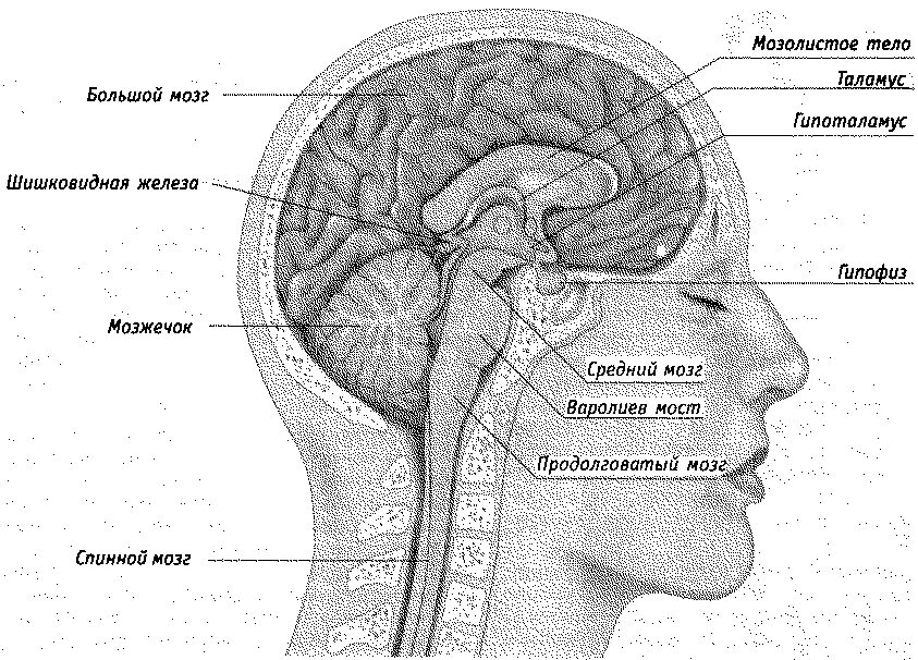Голова головной мозг шея. Где находится мозжечок у человека в голове. Головной мозг ствол мозжечок большой мозг. Гипофиз полушария мозжечок. Строение черепа у человека мозжечок.