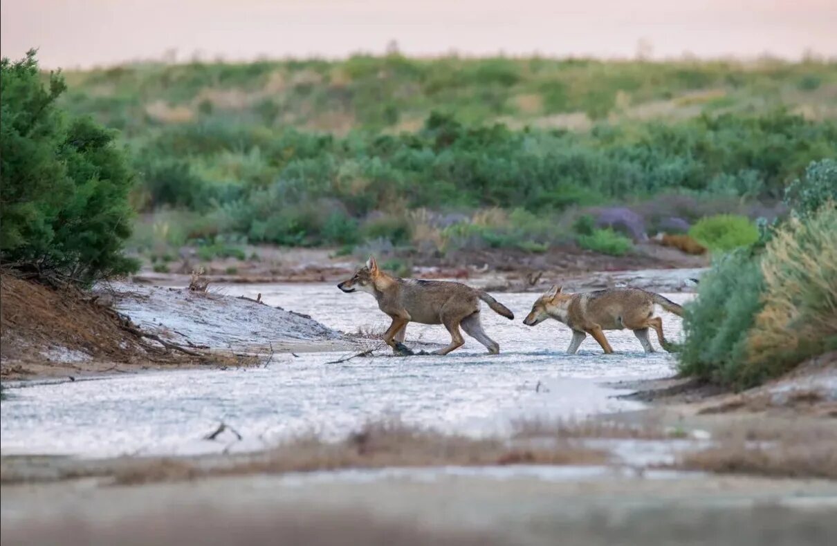 черные земли зимой. сайгак монголия. сайга (сайгак). черные земли зимой. заповедник черные земли климат.