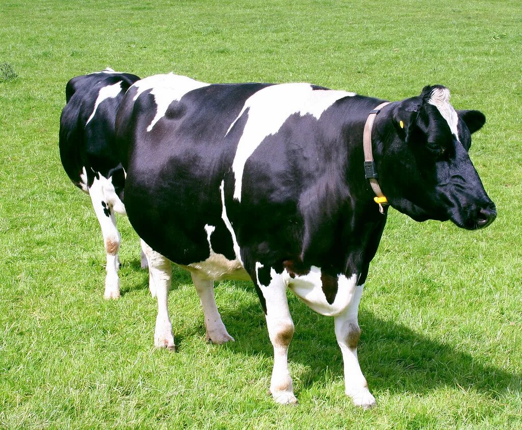 Psl1 Cow. First Cow. Danish Cow.