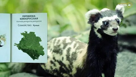 Перевязка занесена в красную книгу или нет