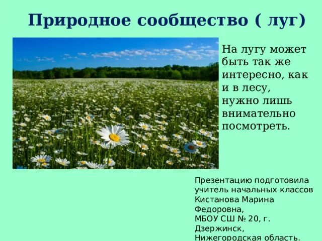 Природное сообщество луг. Природное сообщество Лу. Природное сообщество луг презентация. Природное сообщество луг фото.