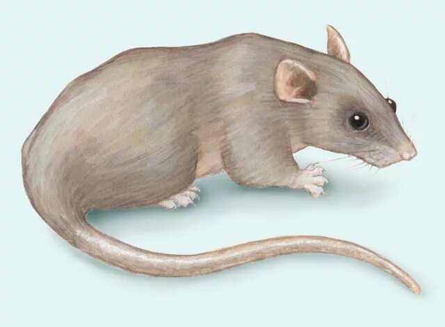 Серая крыса. Серая крыса лонарпг. Серая крыса с белыми глазами. Rattus norvegicus Albinus. Серая крыса строение