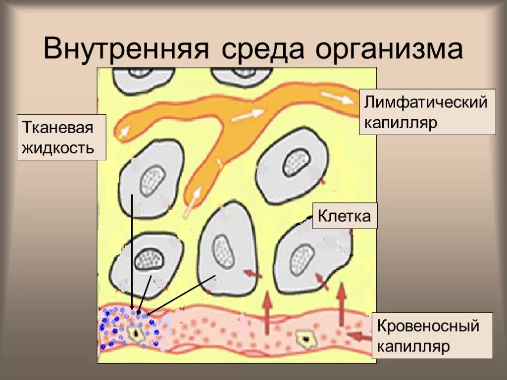 Из чего состоит среда организма. Компоненты внутренней среды человека. Внутренняя среда организма. Внутренняя среда организма схема. Внутренняя среда организма рисунок.