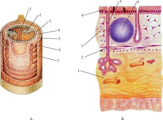 Строение трубчатых органов