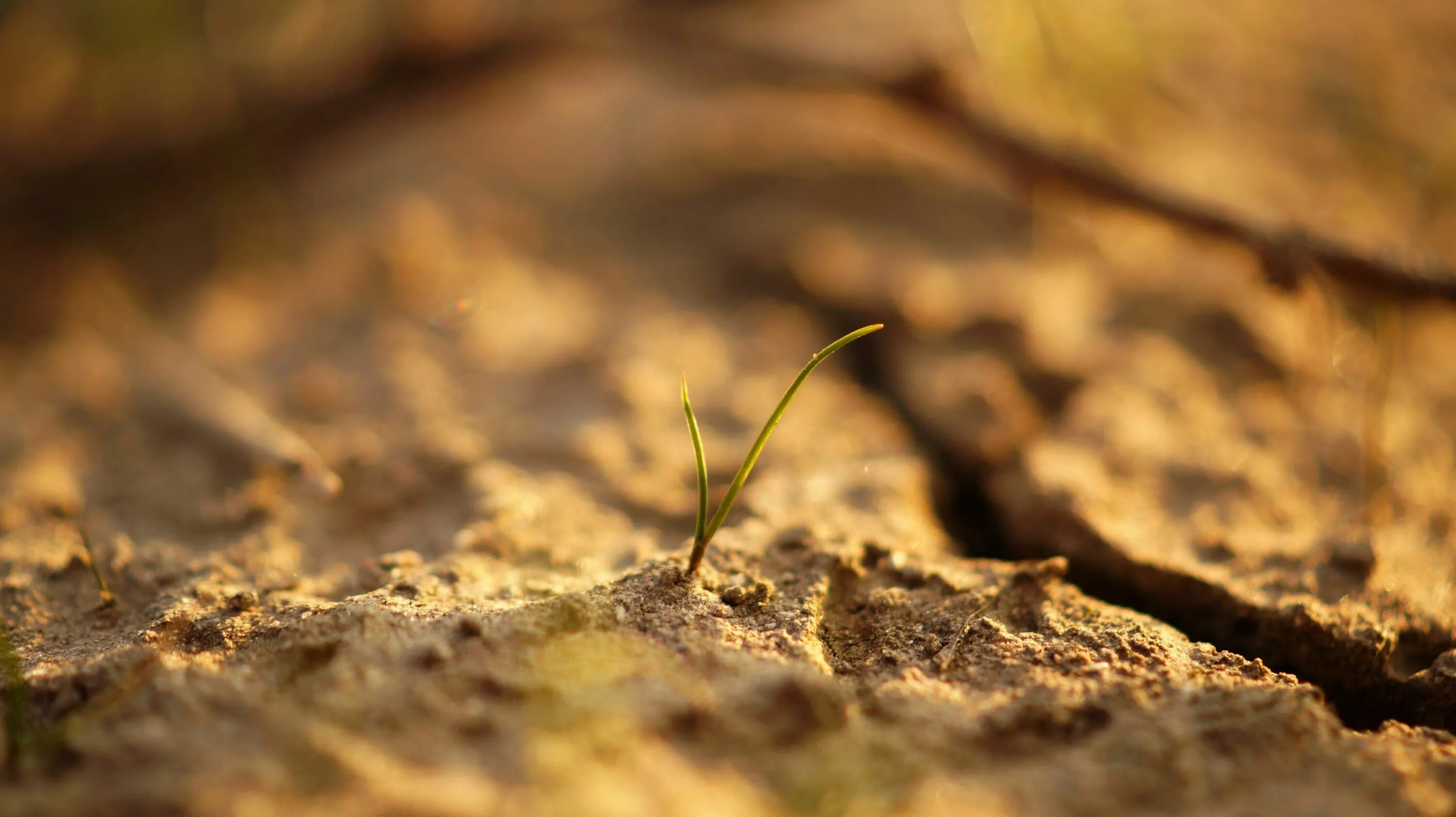 Close to the ground