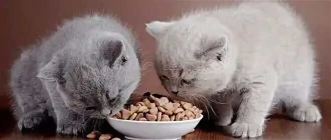 Каким кормом кормить шотландских котят. Каким кормом кормить шотландских котят