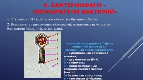 Программы фаги относятся к антивирусным