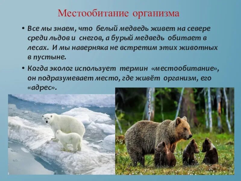 Где проживают медведи. Экологическая ниша бурого и белого медведя. Место обитания медведя. Бурый медведь живёт на севере. Описание белого и бурого медведя.