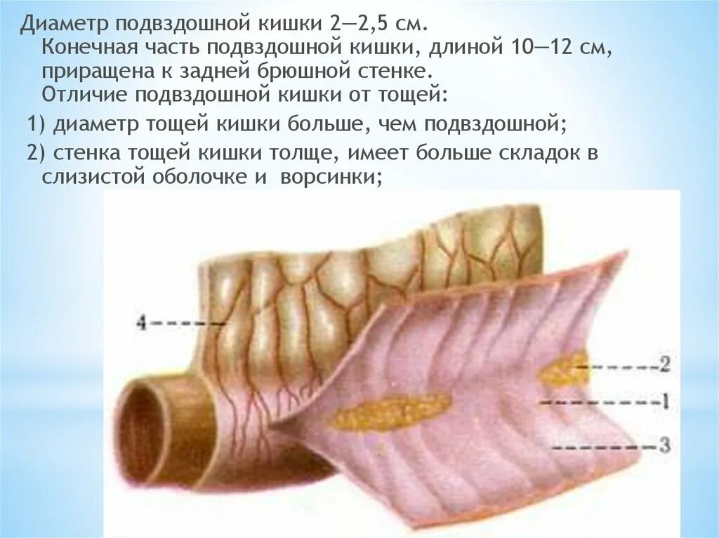 Подвздошная кишка. Слизистая оболочка подвздошной кишки. Подвздошная кишка мышечная оболочка. Диаметр подвздошной кишки.