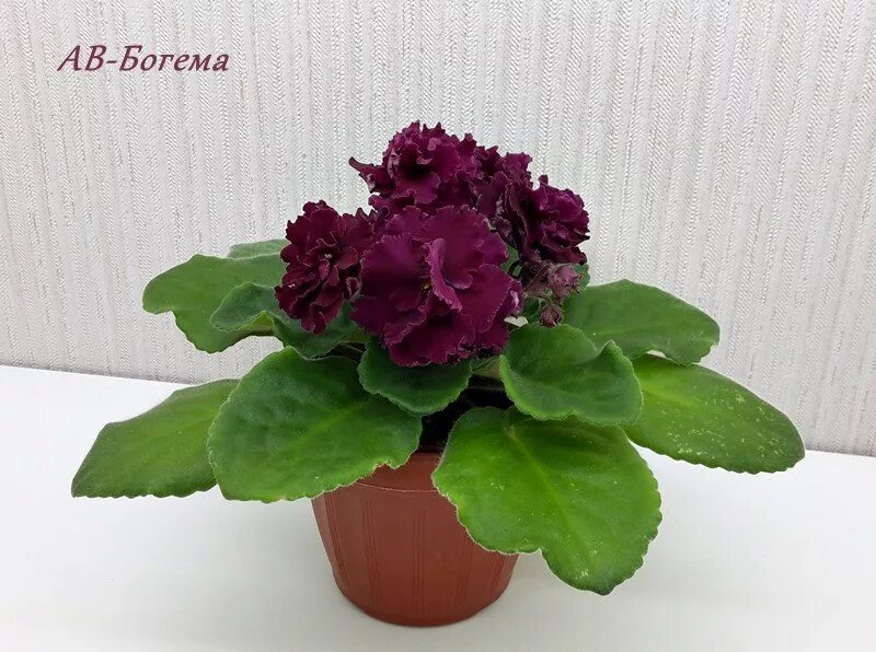 сорт роскошь