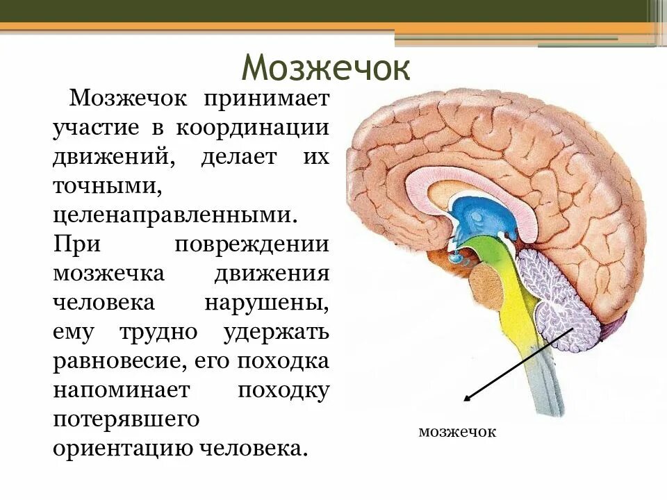 Функции мозжечка головного. Мозжечок отдел головного мозга строение и функции. функции мозжечка в головном мозге. строение мозжечка в головном мозге. мозжечок анатомия функции.