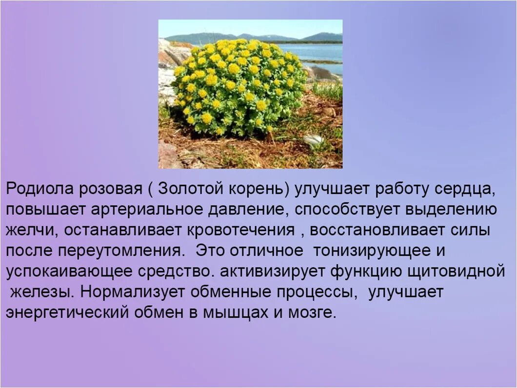 Радиола розовая свойства. Растение радиола розовая. Родиола розовая ареал. Родиола розовая описание. Родиола розовая презентация.