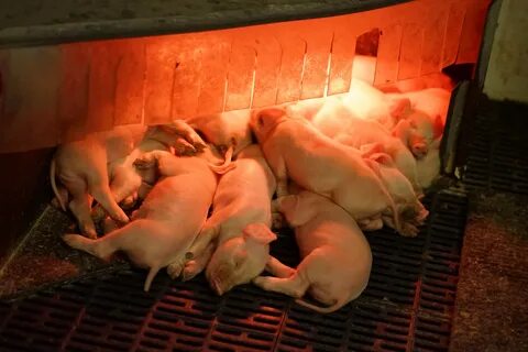 Keeping pigs