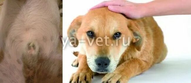 Выделения у кобеля из мочеиспускательного. Выделения у кобеля из мочеиспускательного. Собаки анатомия. Анатомия мочеполовой системы кобеля. Выделения у кобеля из мочеиспускательного.