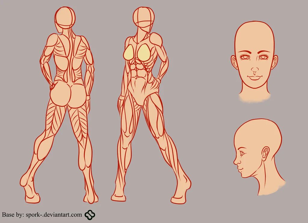 Detailed reference. Тело человека референс анатомия. Мужская анатомия референс позы. Человек референс. Рефы для рисования людей.