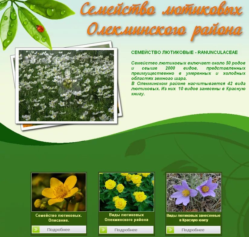 красная книга якутии растения. краснокнижные растения якутии. растения якутии занесенные в красную книгу. редкие растения якутии. растения и животные занесенные в красную книгу якутии.