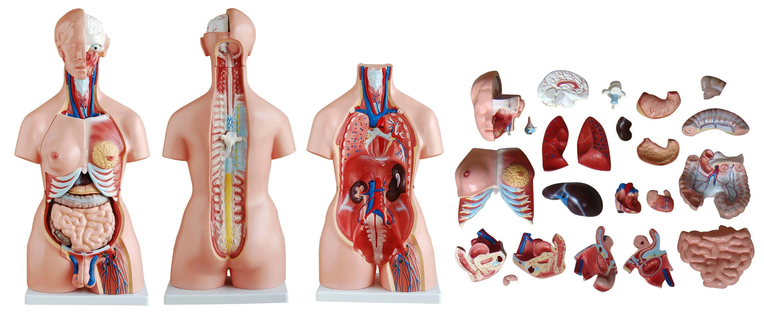Модель органов человека. Макет внутренних органов человека. Макет человека с органами. Модель человека с внутренними органами.